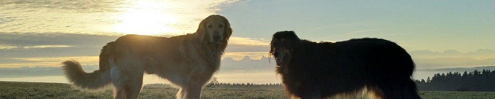 Die Schonsten Bilder Unserer Beiden Hunde Hovawart Brian Und Hovawart Hera